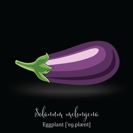 Organic Food Icon. Eggplant.のイラスト素材
