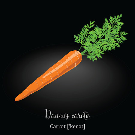 Organic Food Icon. Carrot.のイラスト素材
