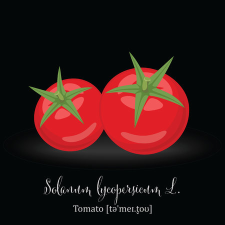 Organic Food Icon. Tomato.のイラスト素材