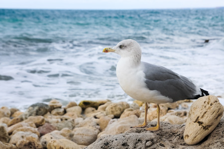 Lonely seagull on the rocks on the background of a stormy sea