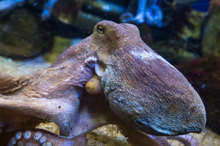 Octopus in water