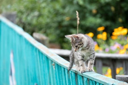 inquisitive gray tabby kitten learns to walk on the fenceの写真素材