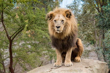 old sad lion sitting on a stone