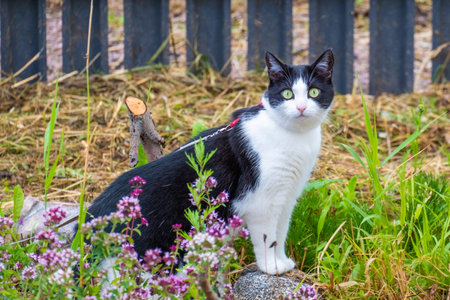 Black and white cat in the grass on a walk on a harness. Looks attentively at the cameraの写真素材