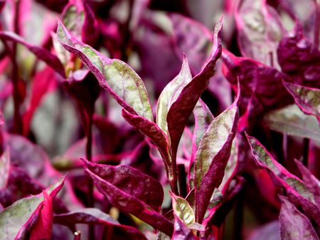 Close-up of common visayan dark bush, from a public garden in Visayas, Philippinesの写真素材