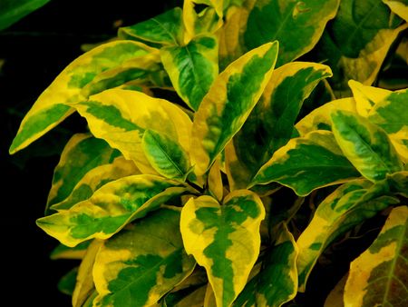 Close-up of a common green-yellow bush, from a public garden in Visayas, Philippinesの写真素材