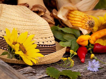 Autumn fruits and vegetables, harvestの写真素材