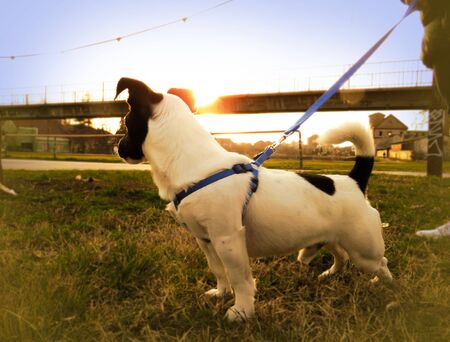 Dog on a leash with sunset in the backgroundの写真素材