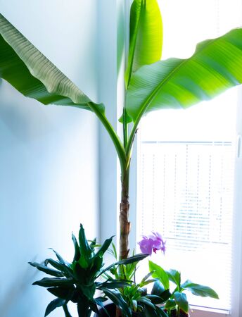 Growing banana tree indoor. Indoor tropical cornerの写真素材
