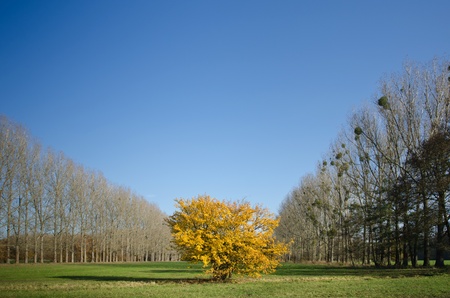 autumn-colored bush on a lawn