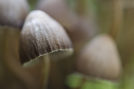 Group of Mycena mushrooms (Mycena inclinata)