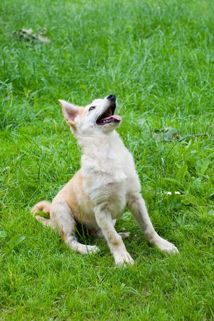 The dog on a grassの写真素材