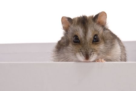 Dwarf Hamster in box on a white backgroundの写真素材