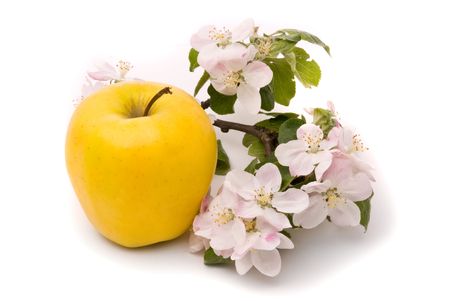 Ripe Yellow Apple and apple-tree blossoms on a white backgroundの写真素材