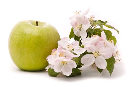 Ripe Green Apple and apple-tree blossoms on a white backgroundの写真素材