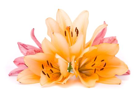 Yellow and Pink lilies on a white backgroundの写真素材