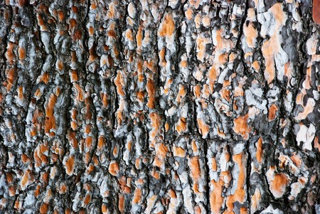 Wooden bark backgroundの写真素材