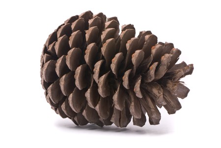 Front view of a pine cone isolated on studio white backgroundの写真素材