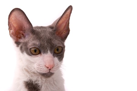Cornish rex cat on a white background