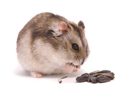 Dwarf hamster eating sunflower seedの写真素材