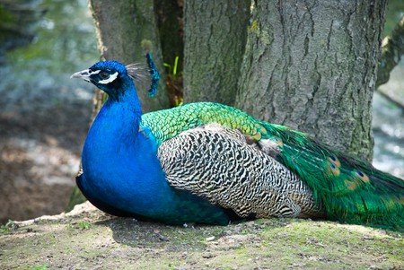 Peacock on the nature