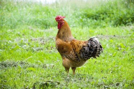 Cock walking on a grassの写真素材