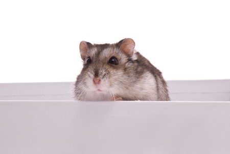 Dwarf Hamster in box on a white backgroundの写真素材