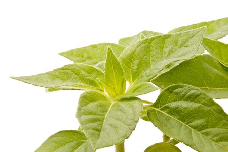 Small Plants on a white backgroundの写真素材