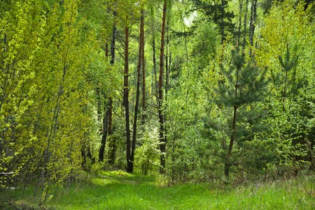 Sunny spring forestの写真素材