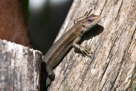 Lizard on woodの写真素材