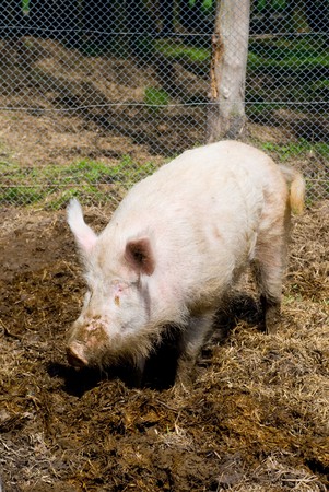 Pigの写真素材