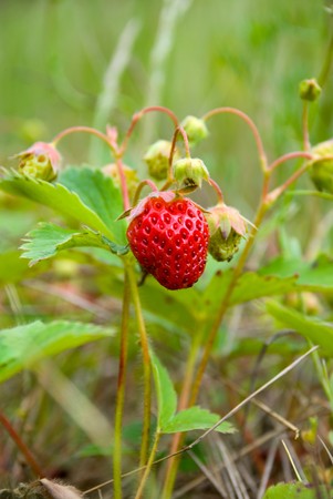 Ripening strawberry fruits on the branchの写真素材