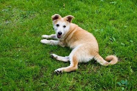 The dog on a grassの写真素材