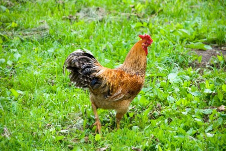 Cock walking on a grassの写真素材