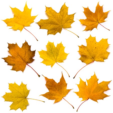 Maple leaves set