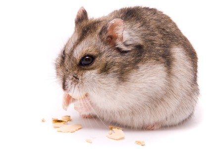 Dwarf hamster eating pumpkin seedの写真素材