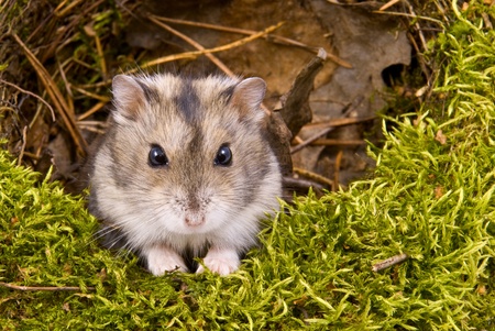 little dwarf hamsterの写真素材