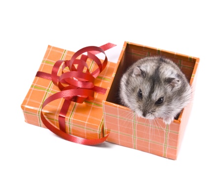 little dwarf hamster in present boxの写真素材