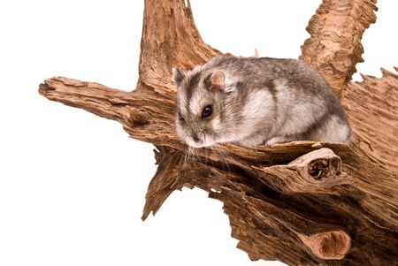 The small hamster sits on a tree. 
の写真素材