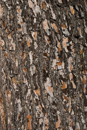 Wooden bark backgroundの写真素材