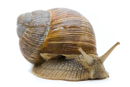 Helix pomatia. Big Roman snail on a white background.の写真素材