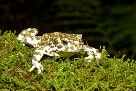 Bufo viridis. Green toad on nature background.の写真素材