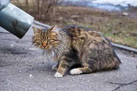 Beautiful catの写真素材