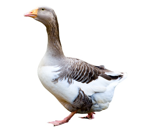 Gooseの写真素材