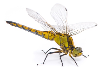 Orthetrum cancellatum. Female Black-tailed Skimmer dragonfly on white background.の写真素材