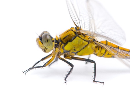 Orthetrum cancellatum. Female Black-tailed Skimmer dragonfly on white background.の写真素材