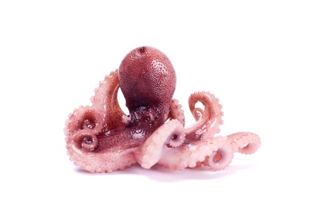 Small octopus on white backgroundの写真素材