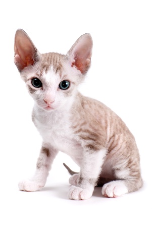 Little Sphynx kitten isolated on the white backgroundの写真素材
