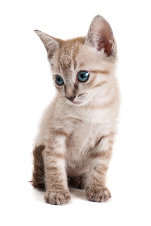 Little kitten isolated on the white backgroundの写真素材