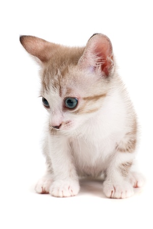 Little kitten isolated on the white backgroundの写真素材